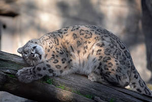 When a snow leopard loves a log very much...