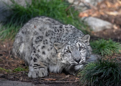 Snow leopard cub 0924