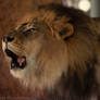 African Lion 0161