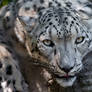 Snow leopard 0417