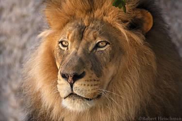 African Lion 0054