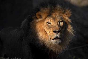African Lion 7855