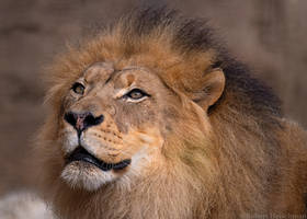 African Lion 0341