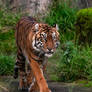 Sumatran Tiger 1940
