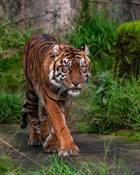 Sumatran Tiger 1940