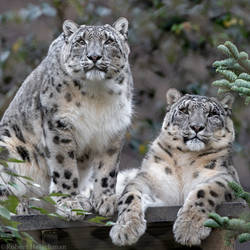 Snow Leopards 2756