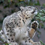 Snow Leopard 2652