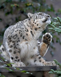 Snow Leopard 2652