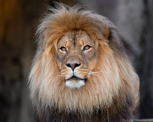 African Lion 2817