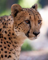 Cheetah 0728