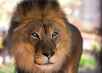 African Lion 0472