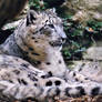 Glamorous Snow Leopard