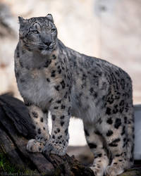 Snow Leopard 0788