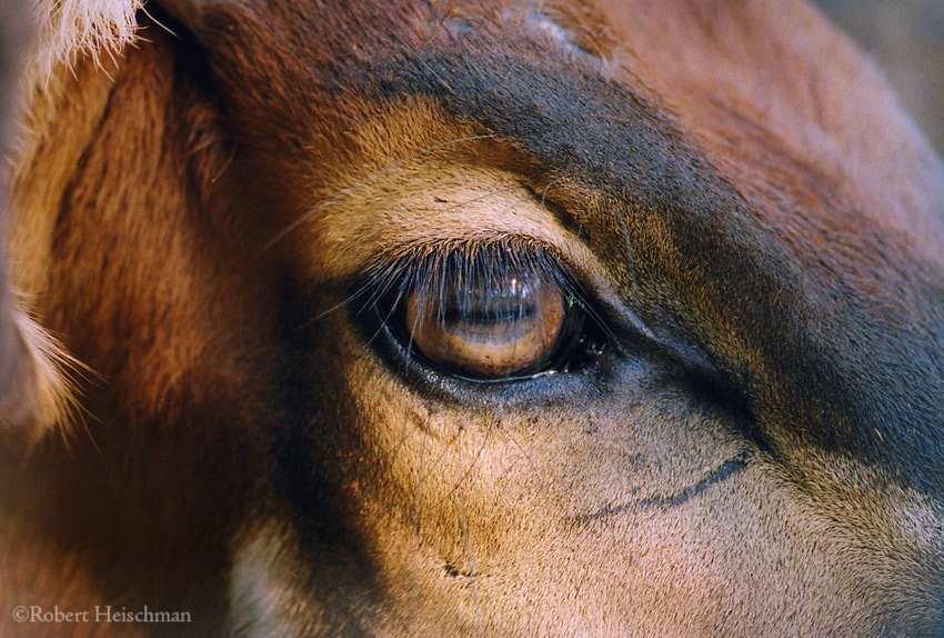 Bongo Close-up