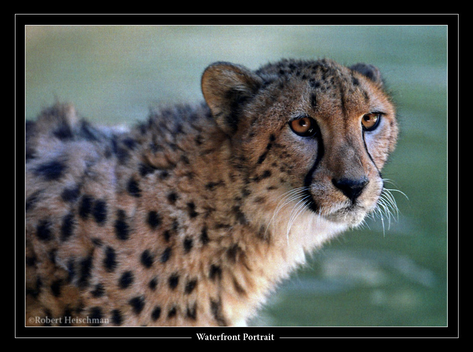 Waterfront Portrait