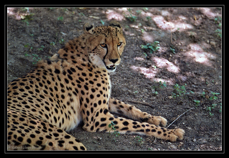 Cheetah in Shade