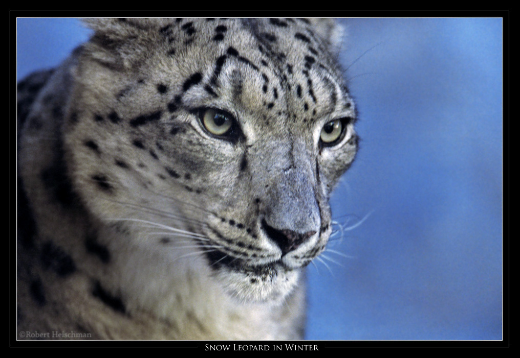 Snow Leopard in Winter