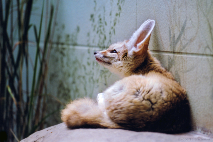 Fennec Fox