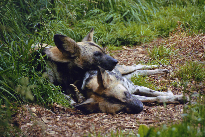 African Wild Dogs