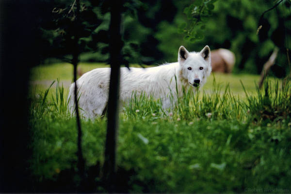 The White Wolf