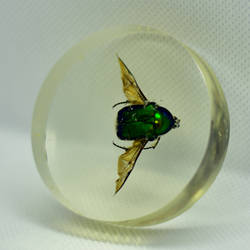 Insect in resin.