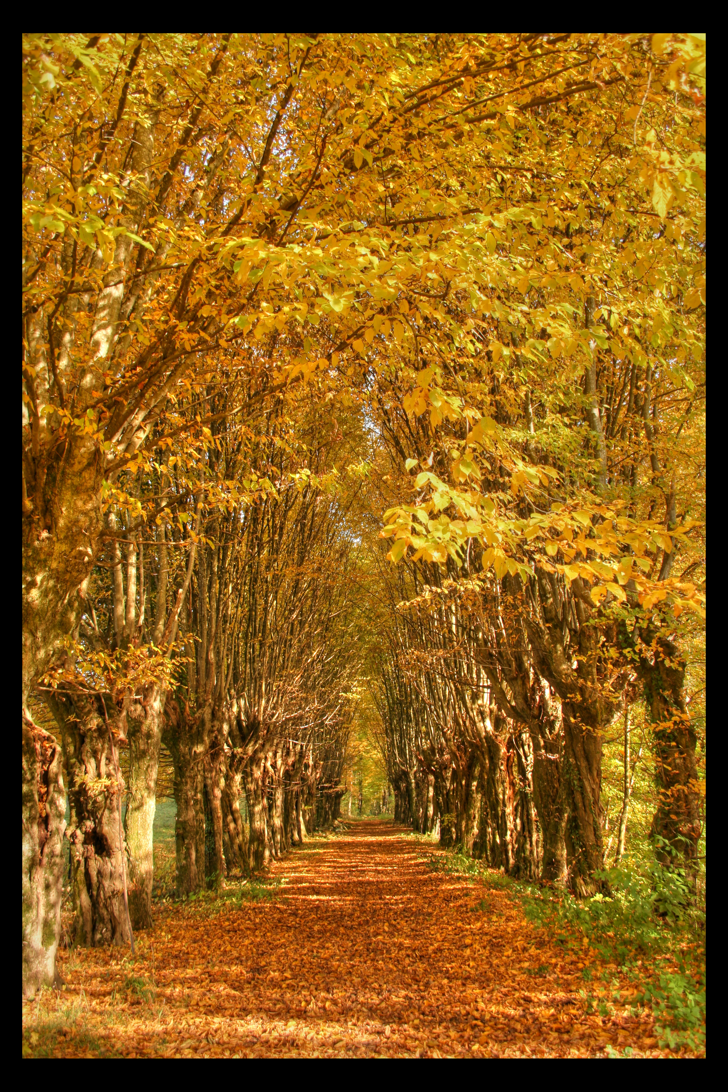 Autumn Alley