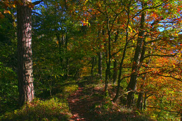 Trail in the Woods