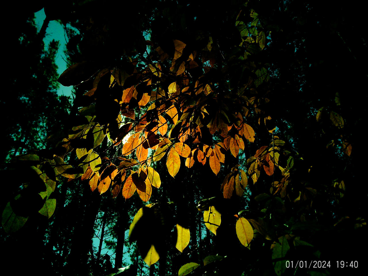Luminescence