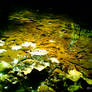 Shadow Bubbles