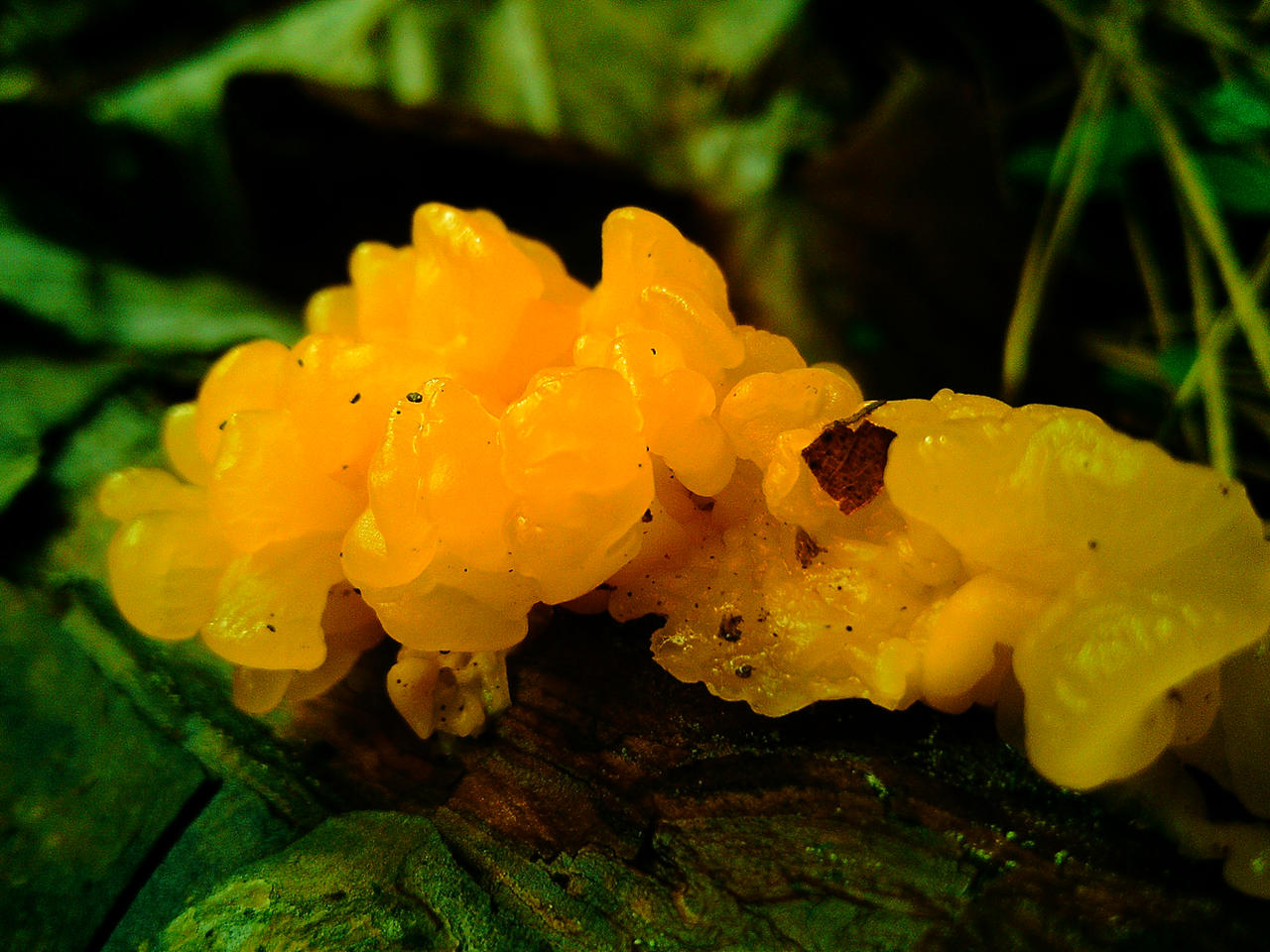 What a Fungi