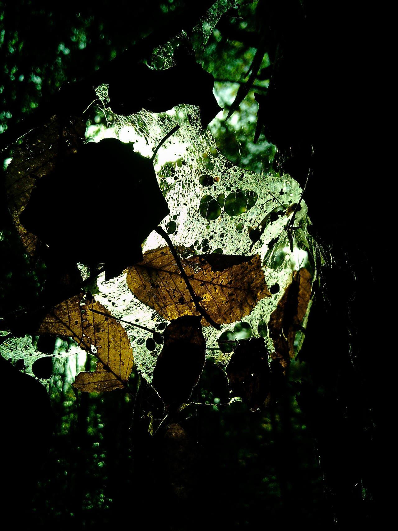 Crystal Webs
