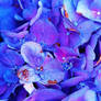 Violaceous