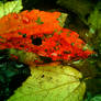 Crimson Moment