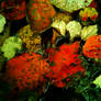 Red Harmony