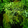 I Lichen It