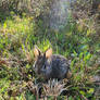Leaping Lepus