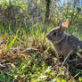 Cottontail Conversations