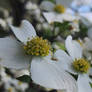 Southern Style Blooms