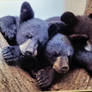 Bear Cubs