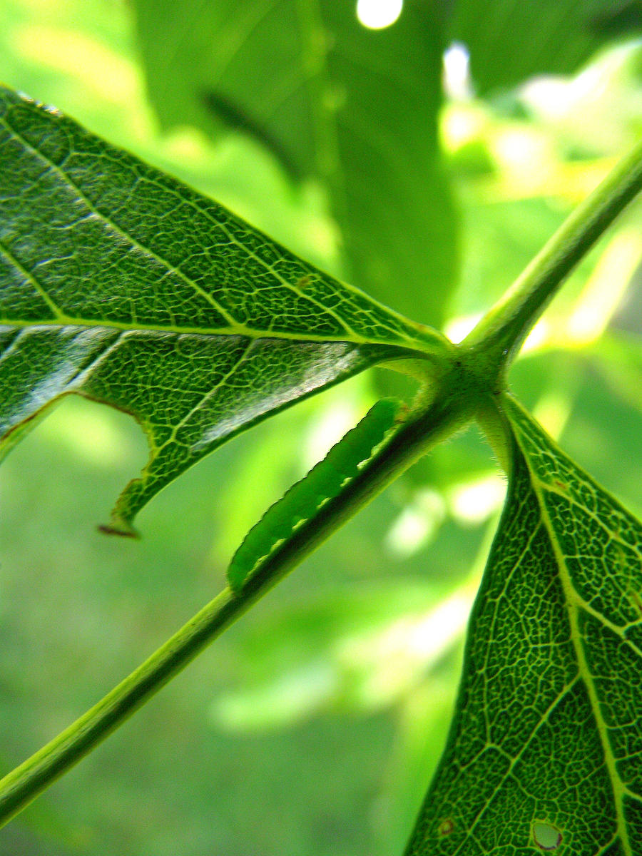 Caterpillar