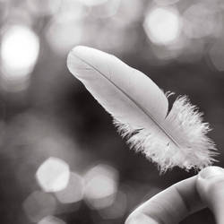 Feather