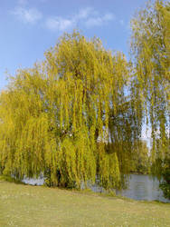 Weeping willow