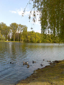 Swimming geese