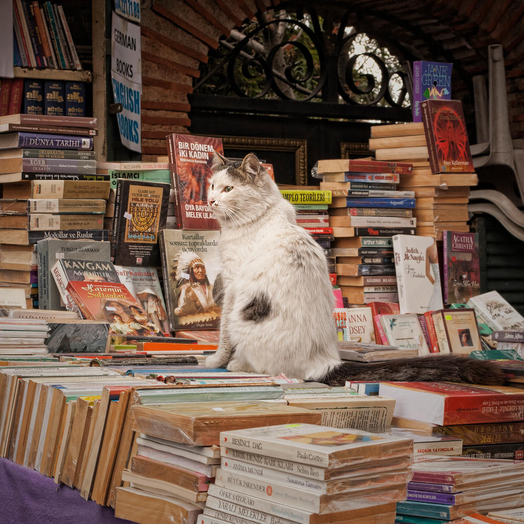 cat-ap by icedheartgd