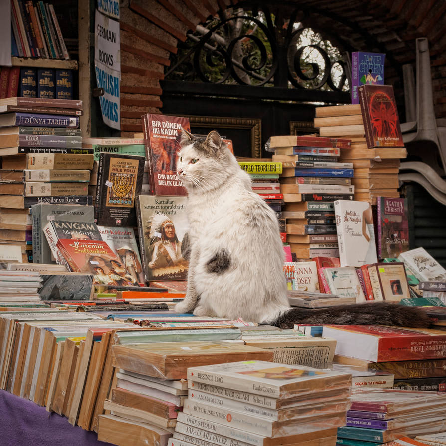 cat-ap by icedheartgd