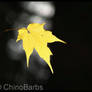 Autumn Leaves 5