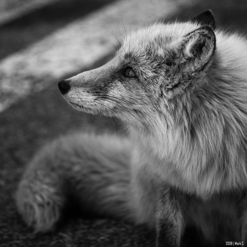 foxy by markeatworld