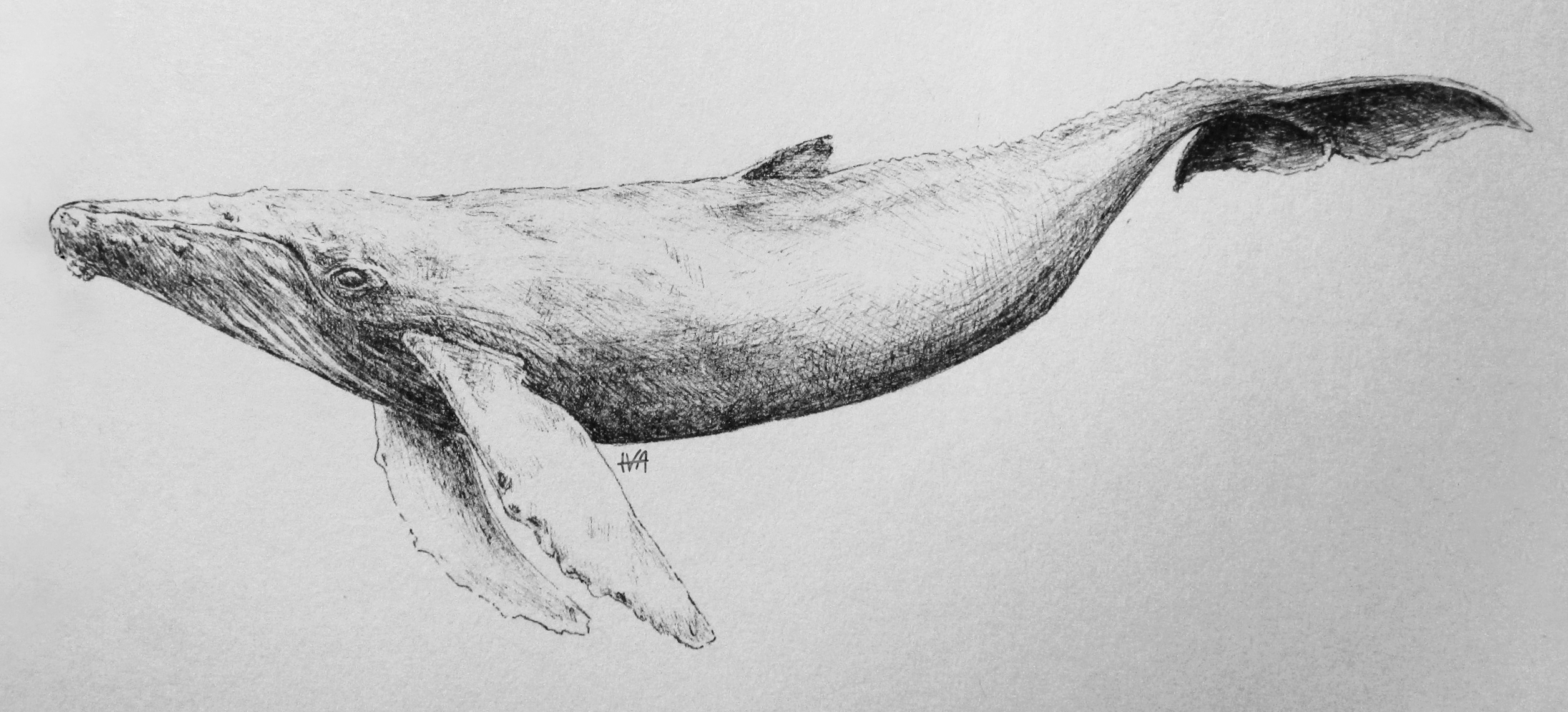 inktober07 - a whale