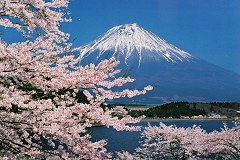 Mouth Fuji with Cherry Tree