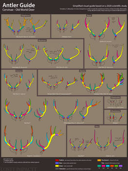 Antler Guide - Cervinae